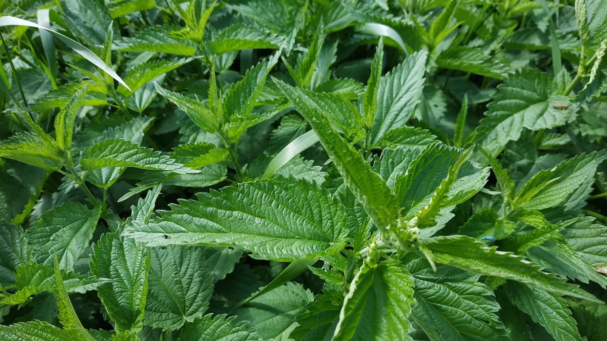 Detailed shot of green stinging nettle leaves in natural habitat, highlighting texture and density.
